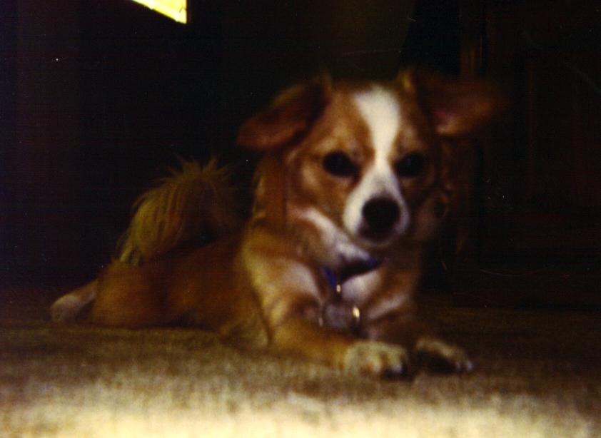 Buffy, the cutest doggie